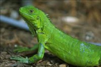 /album/can-peixos/iguana-jpg/