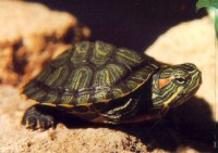 /album/can-peixos/tortuga-jpg/